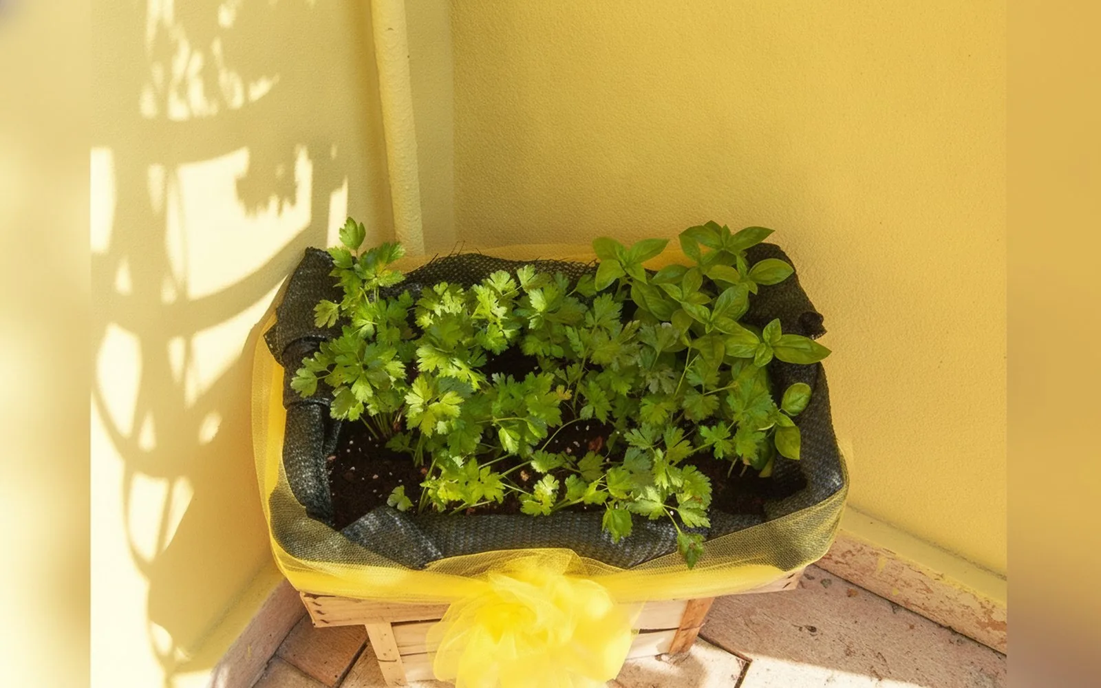 Un vaso di erbe aromatiche sul davanzale della corte