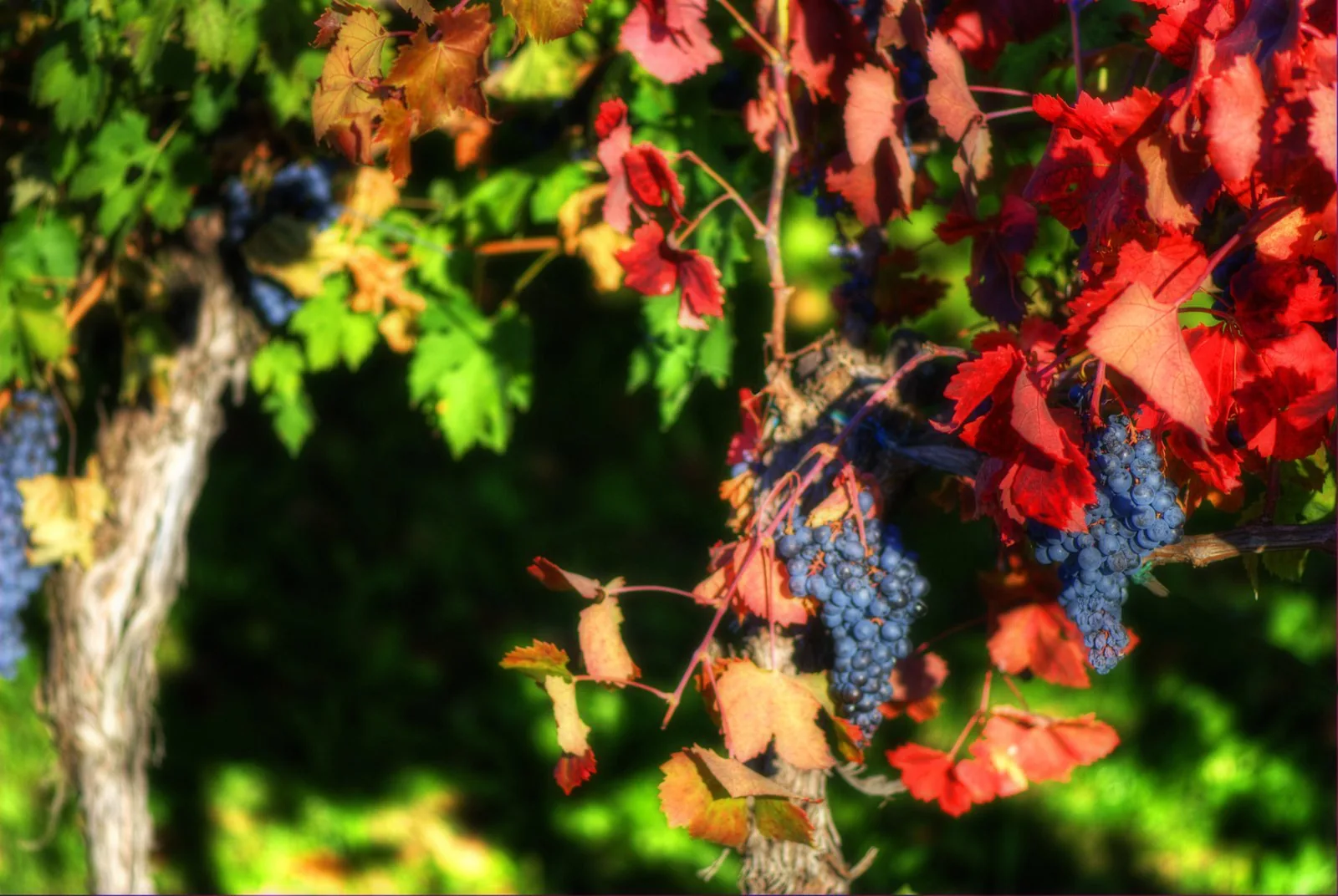Grappoli di uva rossa della Valpolicella a inizio ottobre, con foglie che virano al rosso e acini in surmaturazione, base dell'Amarone